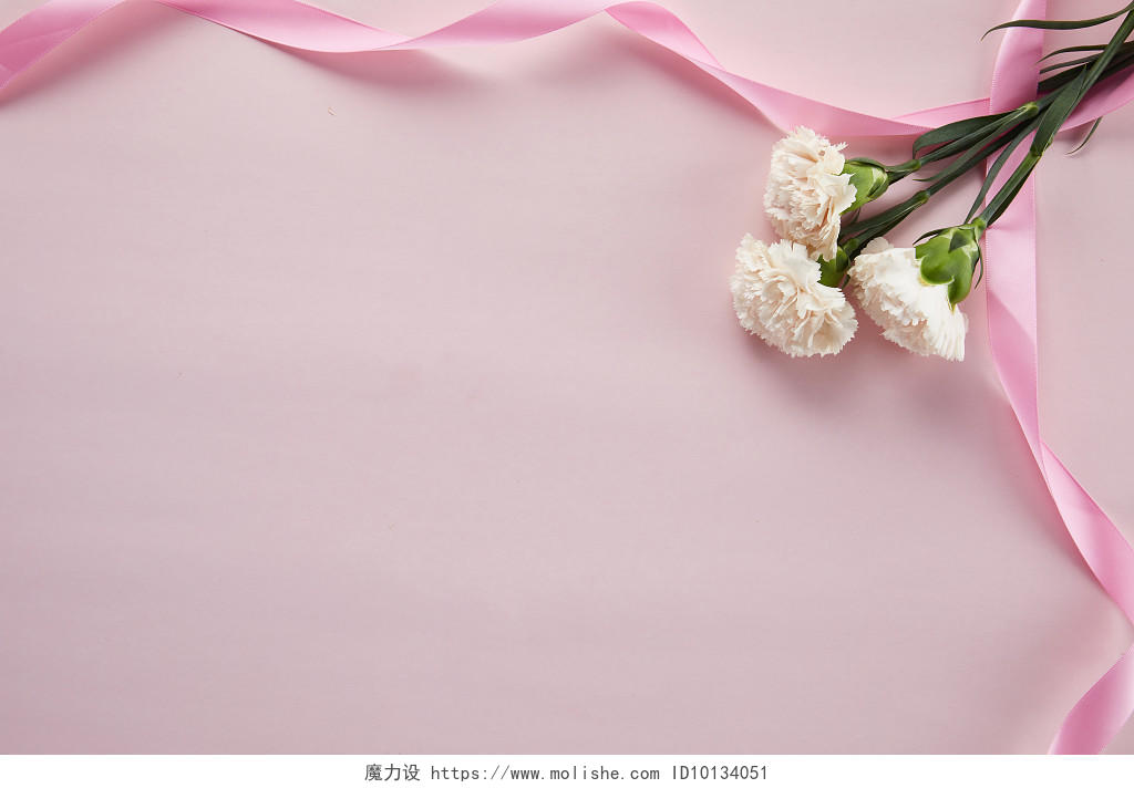 鲜花花朵丝带缠绕的康乃馨花朵在纯色背景纸上的场景素材母亲节配图教师节